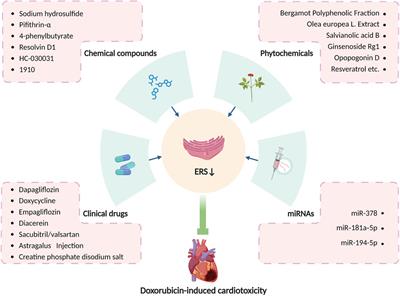 Potential role of endoplasmic reticulum stress in doxorubicin-induced cardiotoxicity-an update